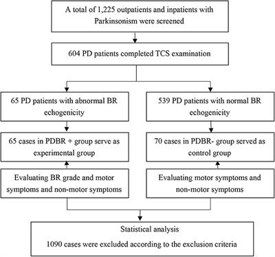 Echogenicity Changes in Brainstem Raphe Detected by Transcranial Parenchymal Sonography and Clinical Characteristics in Parkinson's Disease